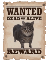 Cat Wanted Sticker