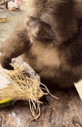 a monkey is playing with a bag of noodles on a wooden table