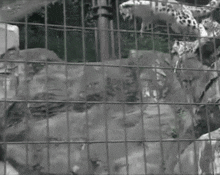 Snow Leopard Big Cat GIF - Snow Leopard Big Cat Jump GIFs