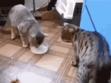 Cat Drink GIF - Cat Drink Milk GIFs