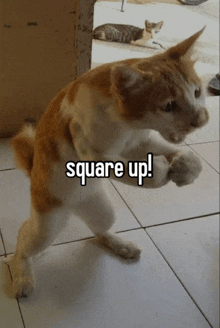 an orange and white cat standing on its hind legs with the words square up written above it
