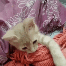 cat chuni cat pulling cover cat pulling blanket red blanket