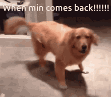 a dog is walking on a tiled floor with the words when min comes back written above it