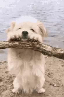 Lovely Cute GIF - Lovely Cute Dog GIFs