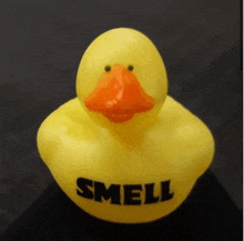 Duck Weird GIF - Duck Weird Smell GIFs