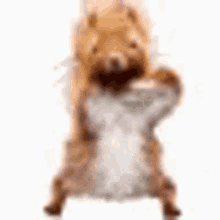 Squirrel Meme GIF - Squirrel Meme Dancing GIFs