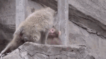 First Kiss GIF - Baby Monkey Surprise GIFs