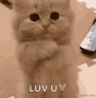Cat Cute GIF - Cat Cute Love You GIFs