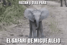 Safari Alejo GIF - Safari Alejo Leave GIFs