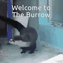 a picture of an otter with the words welcome to the burrow on it