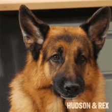 Whats That Rex GIF - Whats That Rex Hudson And Rex GIFs