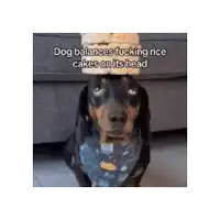 a dachshund with a cake on its head .