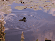 Duck Water GIF