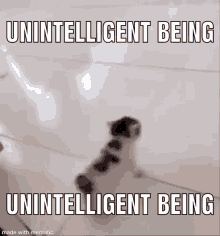 Unintelligent Being GIF - Unintelligent Being GIFs