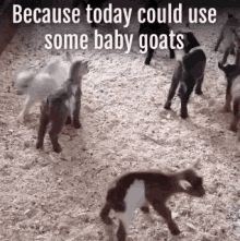 Baby Goats GIF - Baby Goats Cute Animals GIFs