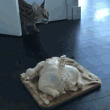 Cat Turkey GIF