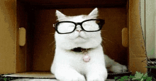Cat Nerd GIF - Cat Nerd Glasses GIFs