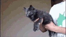 Cat Funny Cat GIF - Cat Funny Cat Hands GIFs