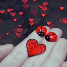 te amo love hearts bugs lovebug