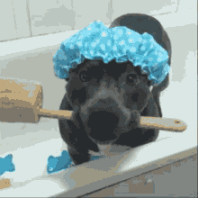 GIF