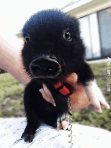 Baby Black GIF - Baby Black Ares GIFs