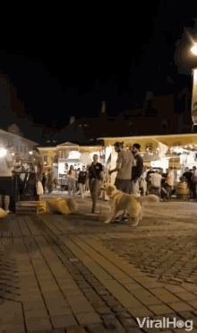 a dog is walking in a crowded street at night with the words viralhog on the bottom