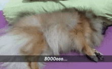 Boo GIF