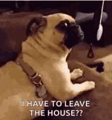 What Surprised GIF - What Surprised Pug GIFs