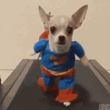 Superman Dog GIF - Superman Dog Treadmill GIFs