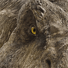 a close up of a lizard 's eye with yellow eyes