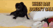 Funny Animals When Bae Doesnt Call GIF - Funny Animals When Bae Doesnt Call Pugs GIFs