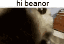 hi hello beanor beanis hi beanor