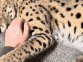 Serval Bite GIF - Serval Bite Finger GIFs