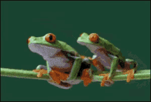 Bro Frogs GIF
