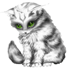cicamica gray cute cat