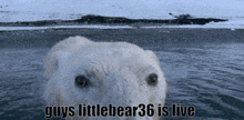 Littlebear36 Twitch GIF - Littlebear36 Twitch Streamer GIFs