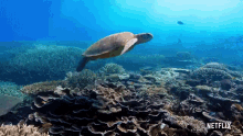turtle david attenborough a life on our planet swimming swim