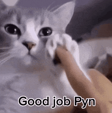 a person is petting a cat 's paw with the words good job pyn above it