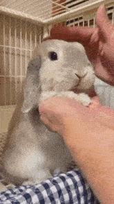 a person is petting a white rabbit in a cage
