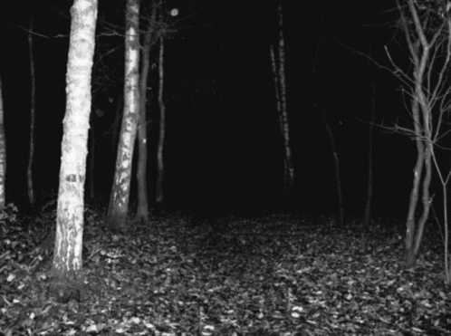 dark forest gif tumblr