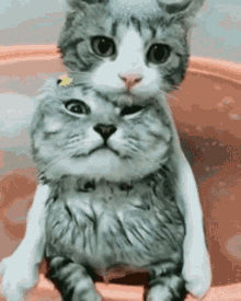 Cat Bath GIF - Cat Bath Buddies GIFs