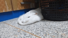 a white rabbit is curled up on a tiled floor next to a black basket