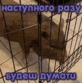 a picture of a pig in a cage with russian text above it