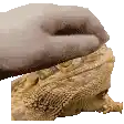 a person 's hand is petting a lizard on a rock .