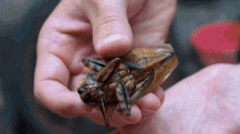Insect Food Exotic Thai Food GIF - Insect Food Exotic Thai Food Cooking GIFs