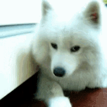 a white dog with a black nose is laying down on a table