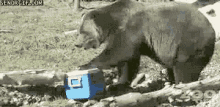 Bear Tries To Get Into Cooler GIF - Bear Cooler Bear Opens Cooler GIFs