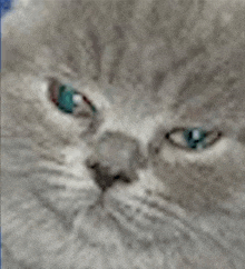a close up of a gray cat 's face with blue eyes .