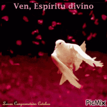 Ven Espiritu Divino Come Divine Spirit GIF - Ven Espiritu Divino Come Divine Spirit Bird GIFs