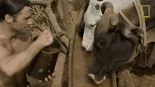 giving cows